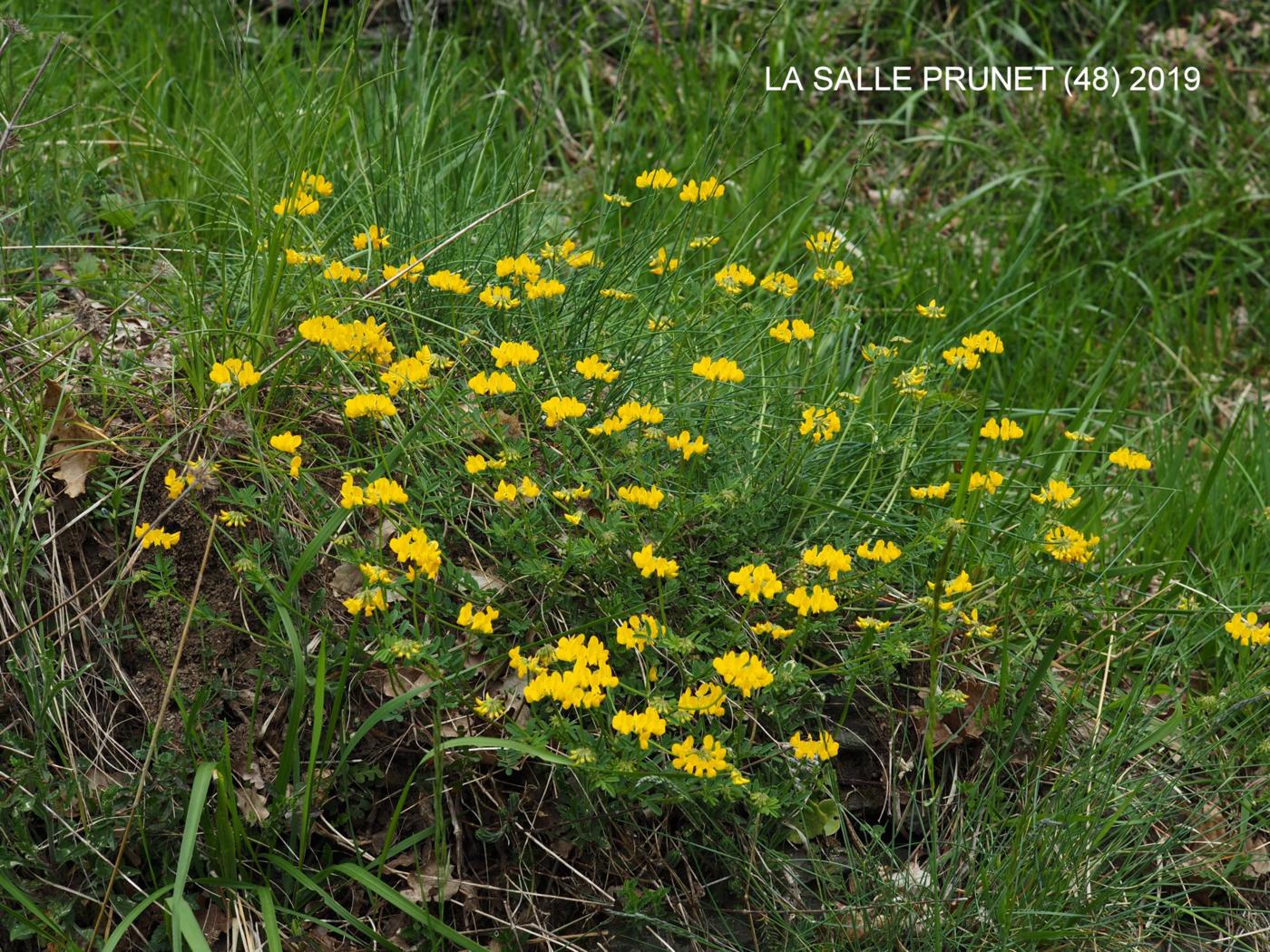 Vetch, Horseshoe plant